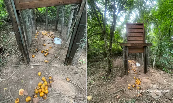 Caçador monta armadilha, mostra vídeo à policiais ambientais, mas escapa da prisão