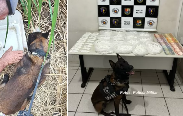 Cão Max, do BAEP, novamente em ação: localiza grande quantidade de droga em Marília