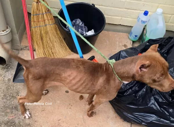 Novo caso de maus-tratos contra animal revolta moradores em Garça