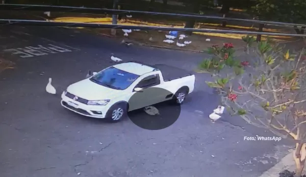Homem é denunciado na polícia acusado de atropelar, de propósito, ganso em Marília