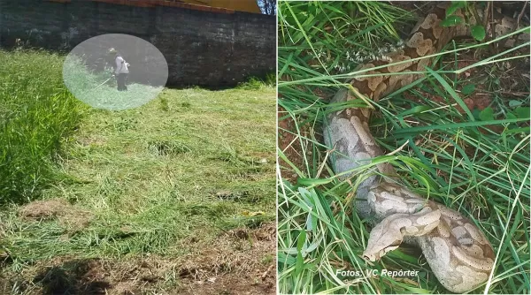 Jiboia é encontrada atrás de escola e assusta moradores