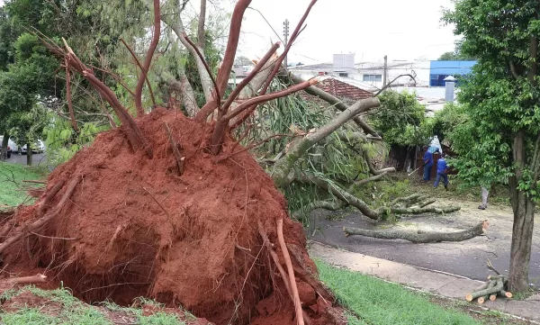 Prefeitura intensifica força-tarefa para desobstruir vias e remover árvores após temporal em Marília