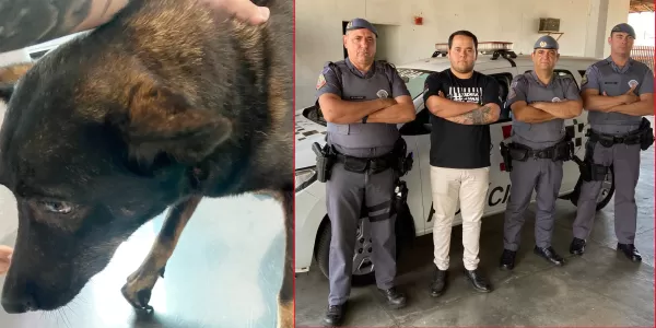 ONG Spaddes resgata cachorrinha abusada sexualmente por idoso de 88 anos