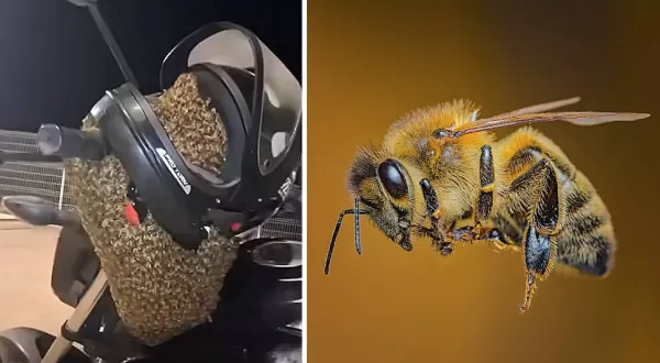 Enxame migratório de abelhas pega 