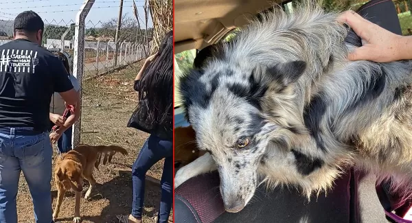 ONG Spaddes resgata dois cães vítimas de maus-tratos em Marília