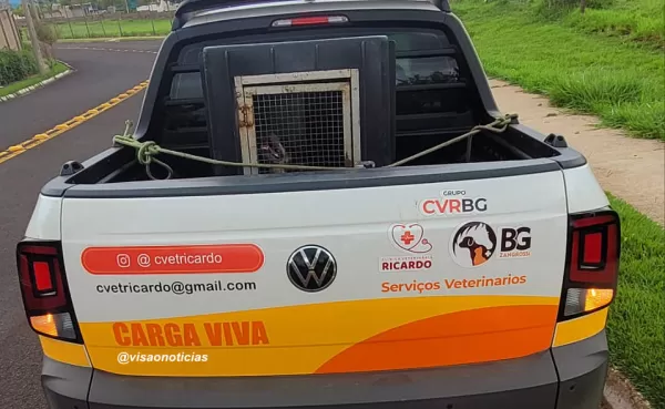 Cão "entrega" o próprio tutor em denúncia de maus tratos 