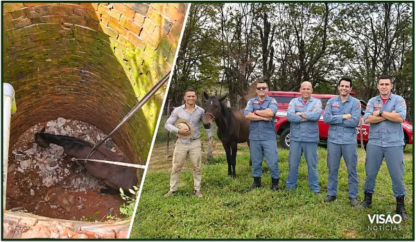 Bombeiros resgatam égua que caiu em fossa de quatro metros em Marília
