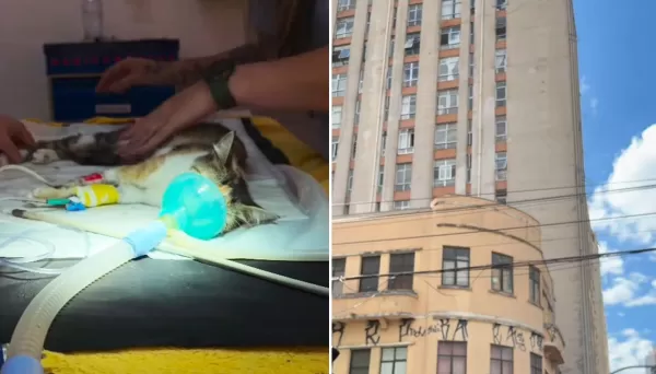 Violência contra animais: gatinha é arremessada de 12º andar de apartamento e sobrevive; cão morre agredido com capacete 