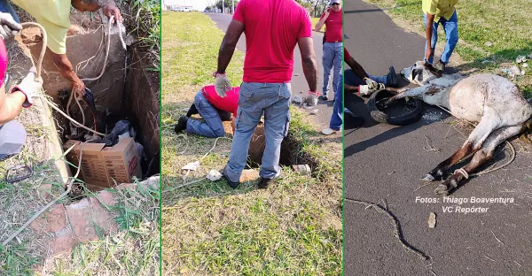 Vaca é resgatada por Bombeiros em Marília após cair em bueiro sem tampa 