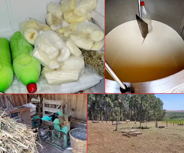 Sem energia, produtores rurais de Marília descartam leite e sofrem prejuízos