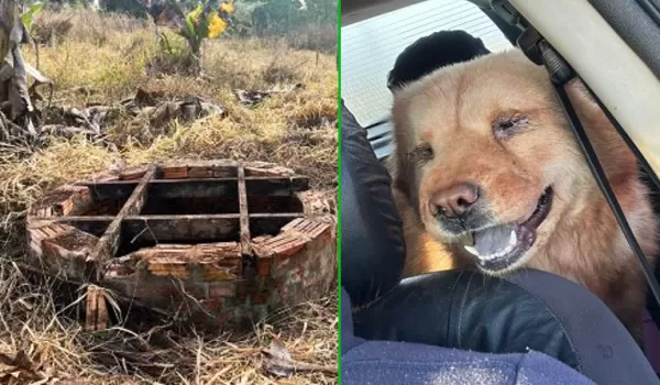 Bombeiros resgatam cachorra que ficou quatro dias dentro de um poço