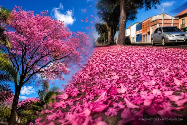 ENTENDA | Afinal, por que o ipê-roxo parece rosa? A resposta pode surpreender você