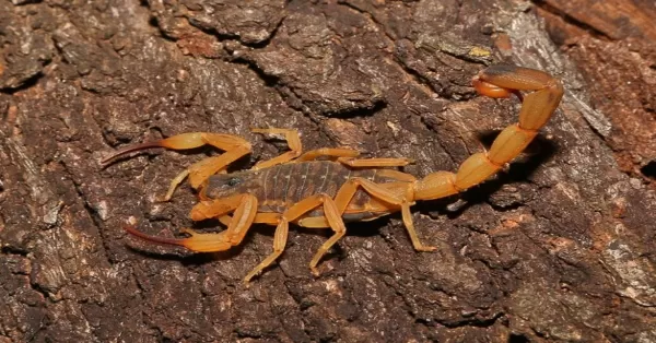 Criança de um ano é salva pelos médicos após ser picada por escorpião