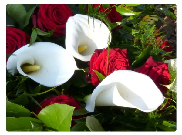 Obituário: sepultamentos previstos para esta quinta-feira (30/04) em Marília  e região