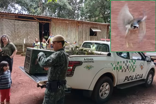 No Dia Mundial do Meio Ambiente, Polícia Ambiental e entidade fazem soltura de animais silvestres