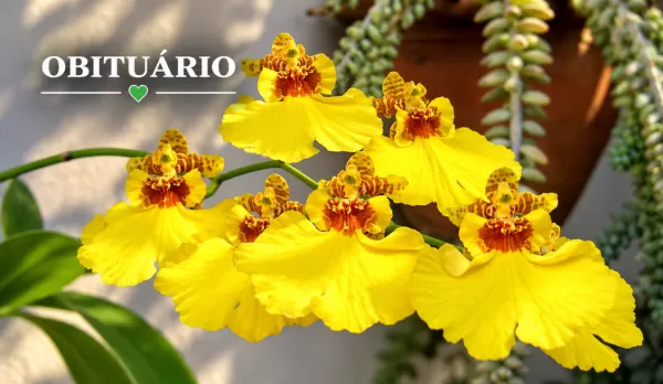 Obituário: veja os registros deste sábado em Marília e região