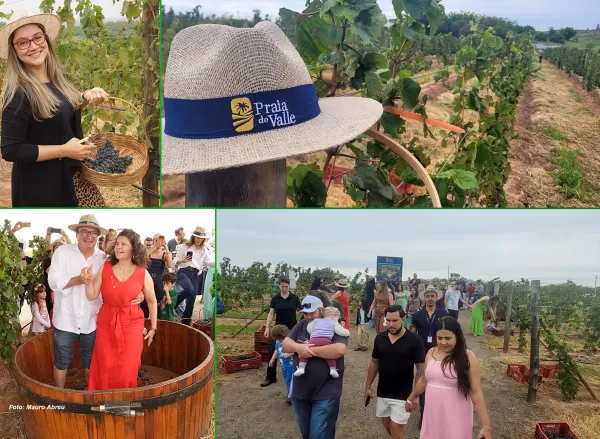 Marilienses vivem experiência única de colher uvas na primeira safra da Vinícola Dom Alonso 