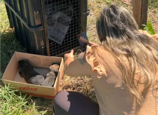 Prefeitura de Marília resgata cachorrinha com filhotes