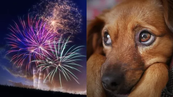 Fogos de artifício na virada do ano causam riscos à saúde e podem gerar multas altas na região e em todo o Estado