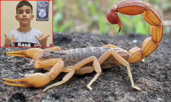 Criança de 10 anos morre atacada por escorpião. Em Marília, casos aumentam 60%