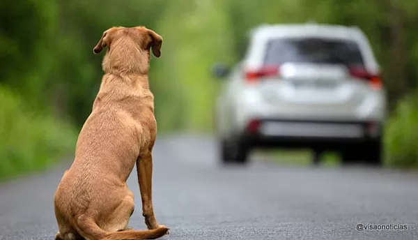 Dezembro Verde acende alerta sobre abandono de animais no fim de ano