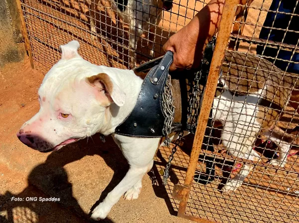 Pitbull que atacava e matava outros animais em Marília é resgatado. Tutor vai responder pelo crime de maus-tratos