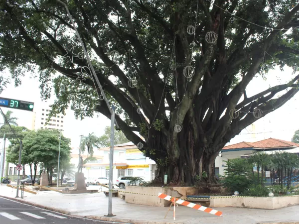Seringueira histórica no centro de Marília é isolada