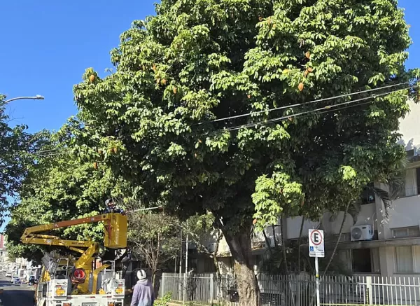 Prefeitura realiza poda de segurança em árvores da espécie “Monguba” no centro de Marília