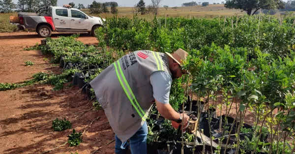 Defesa Agropecuária orienta população sobre compra de mudas de citros