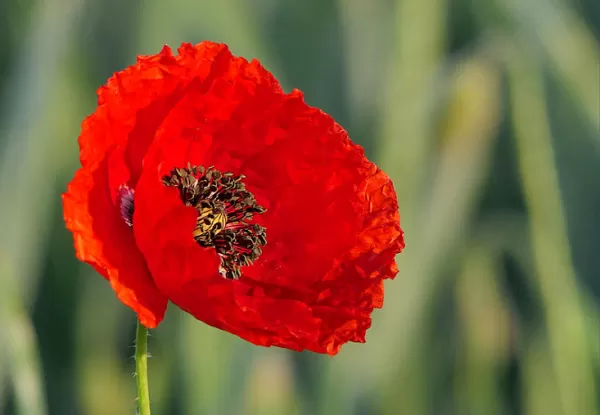 Falecimentos ocorridos em Marília no dia 17/03