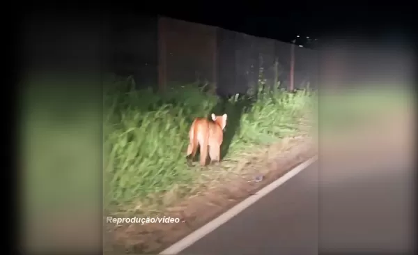 Onça é flagrada rondando pelo campus universitário em Marília. Polícia Ambiental orienta como agir nessa situação