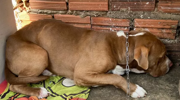 Homem alega luto e abandona animal: é preso em flagrante por maus tratos