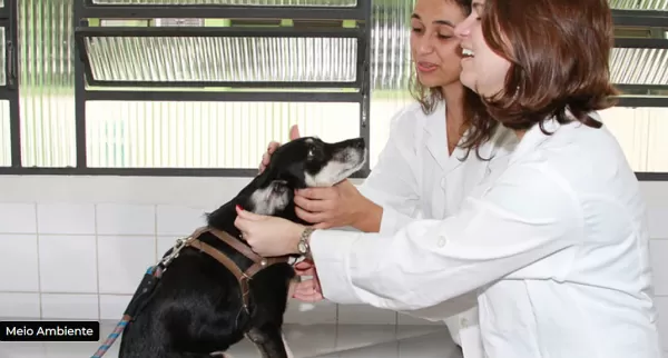 Presenciou violência contra animais? Saiba como denunciar e manter sigilo