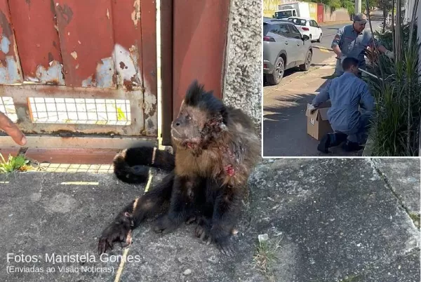 “Não podia deixá-lo ali”: técnica de enfermagem passa duas horas protegendo macaco atropelado em Marília