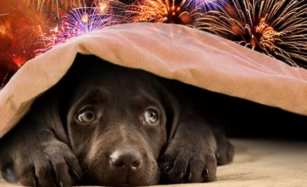 Como acalmar seu pet na virada do ano
