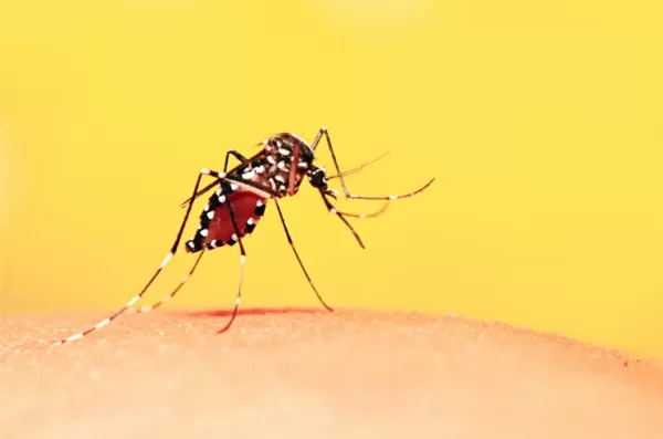 Secretaria da Saúde de Marília alerta viajantes para vacinação contra a febre amarela