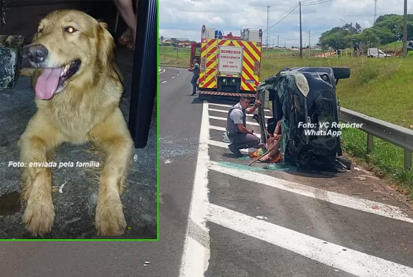 Pet que sumiu após grave acidente na SP-333 em Marília é localizada
