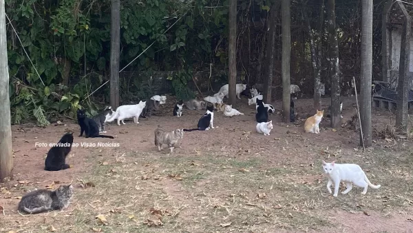 Mulher é acusada de abandonar mais de 80 gatos em Marília
