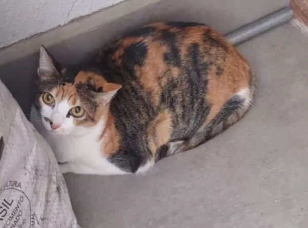 ONG Spaddes denúncia mulher por abandono de uma gata em Marília