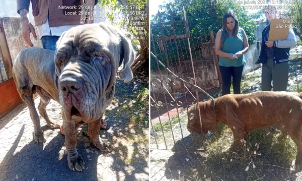 Cães da raça Mastin Napolitano, em situação de maus tratos, são resgatados em Marília