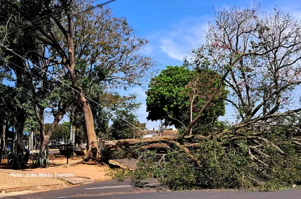 Queda de árvore atacada por cupim quase provoca tragédia em Tupã