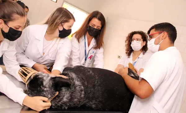 Medicina Veterinária da Unimar completa 38 anos e reforça compromisso com a formação humanizada