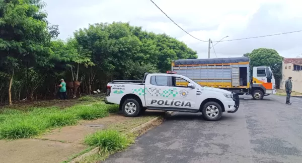 Maus-tratos contra animais: Prefeitura de Marília e Polícia Ambiental intensificam fiscalização 