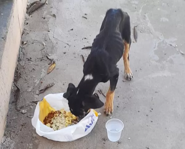 ONG Spaddes denúncia tutor por maus tratos contra filhote de cachorro