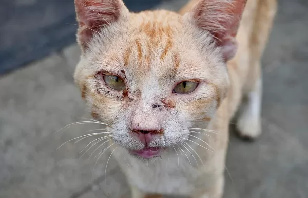 Fique atento a esporotricose, doença que afeta os gatos e pode ser transmitida ao homem
