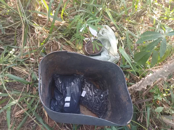 Traficante esconde drogas em plantação de mandioca