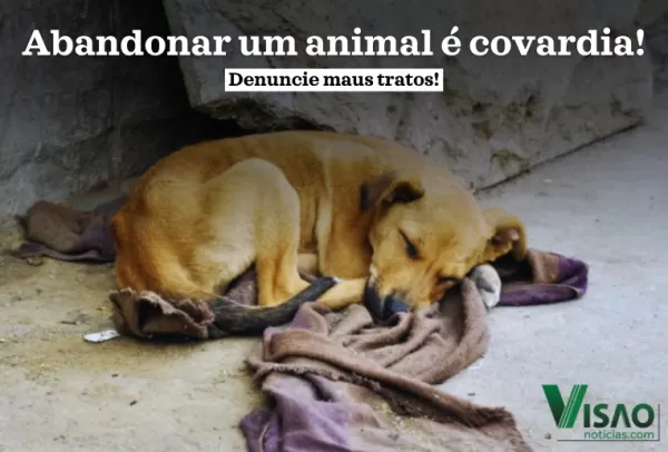 Dezembro Verde alerta sobre maus-tratos e abandono de animais
