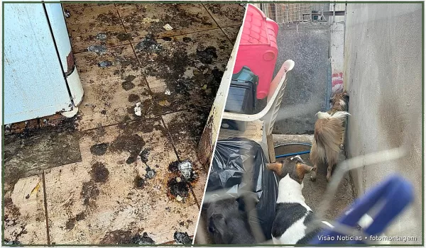 Mulher é presa em flagrante e multada em R$ 108 mil por maus-tratos a 36 animais em Marília