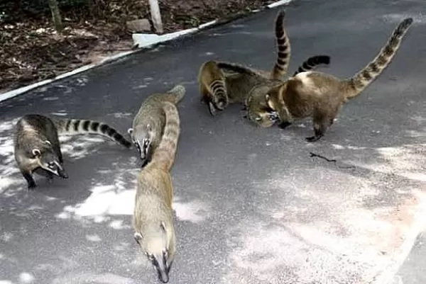 Presença de quatis no Bosque Municipal de Marília acende alerta para conscientização