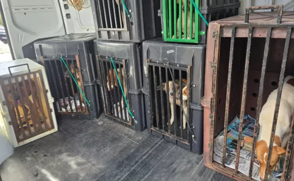 Polícia Civil resgata cães em situação de maus-tratos e prende homem na zona norte de Marília